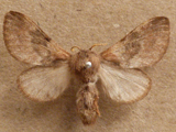 Anadiasa affinis